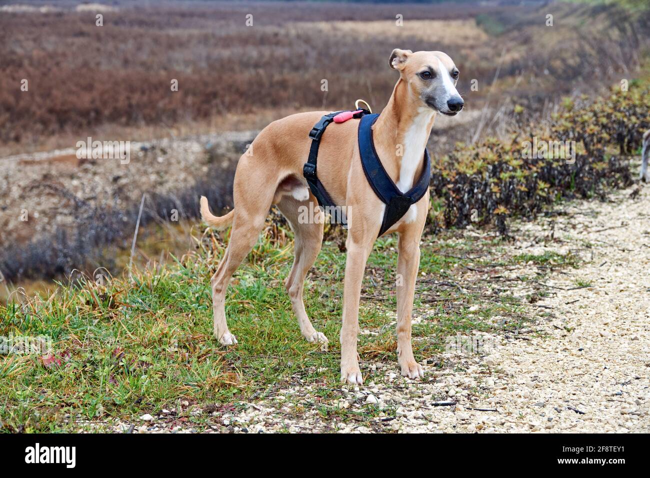 Spanish galgo, Galgo Español, Spanish Greyhound, Greyhound Stockfoto