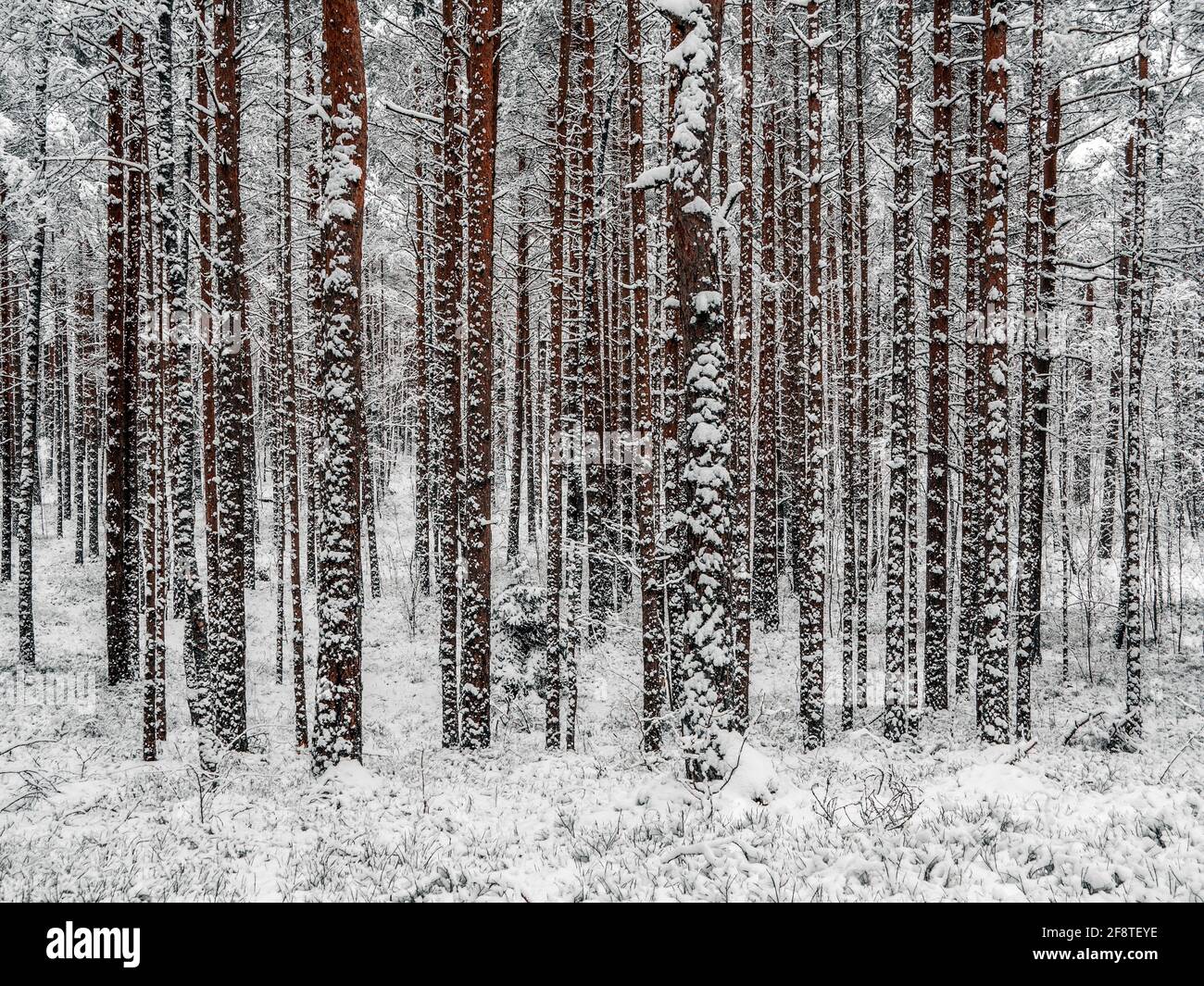 Straße Zwischen Schneebedeckten Bäumen Im Winterwald. Landschaft. Schöner Wintermorgen in EINEM schneebedeckten Pinienwald. Januar in einem dichten Wald saisonalen Blick. Bild für Hintergrundbild Stockfoto