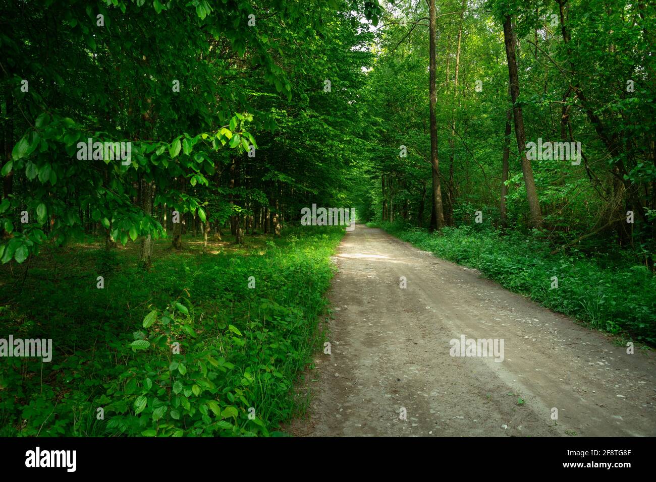 Eine unbefestigte Straße durch einen grünen dichten Wald, Nowiny, Lubelskie, Polen Stockfoto