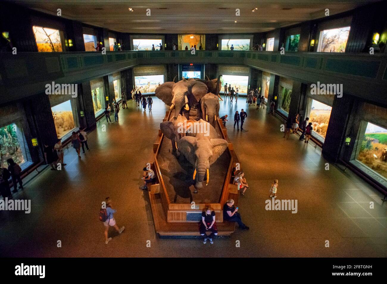Dioramen und Displays auf Akeley Hall des afrikanischen Säugetiere im American Museum of Natural History in New York City gelegen. Stockfoto