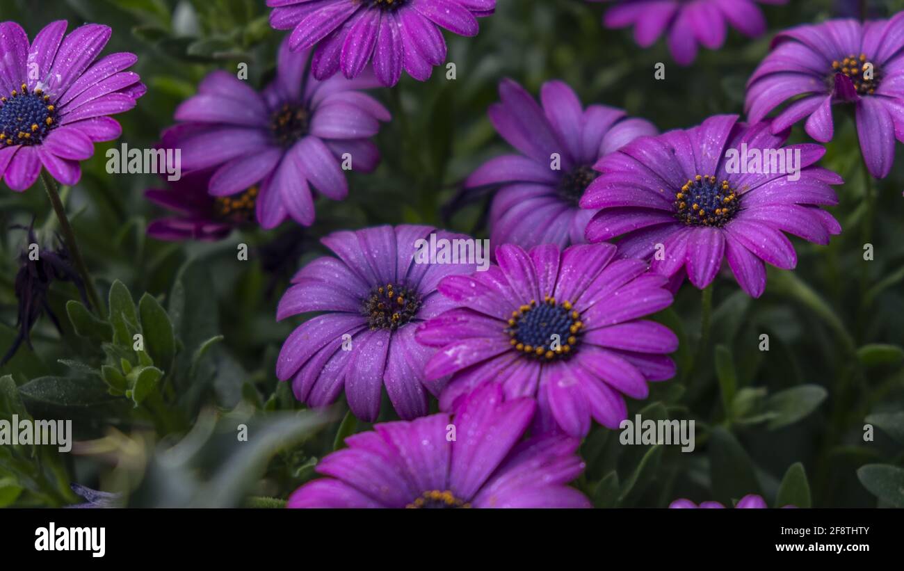 Nahaufnahme von schönen violetten Osteospermum-Blüten Stockfoto