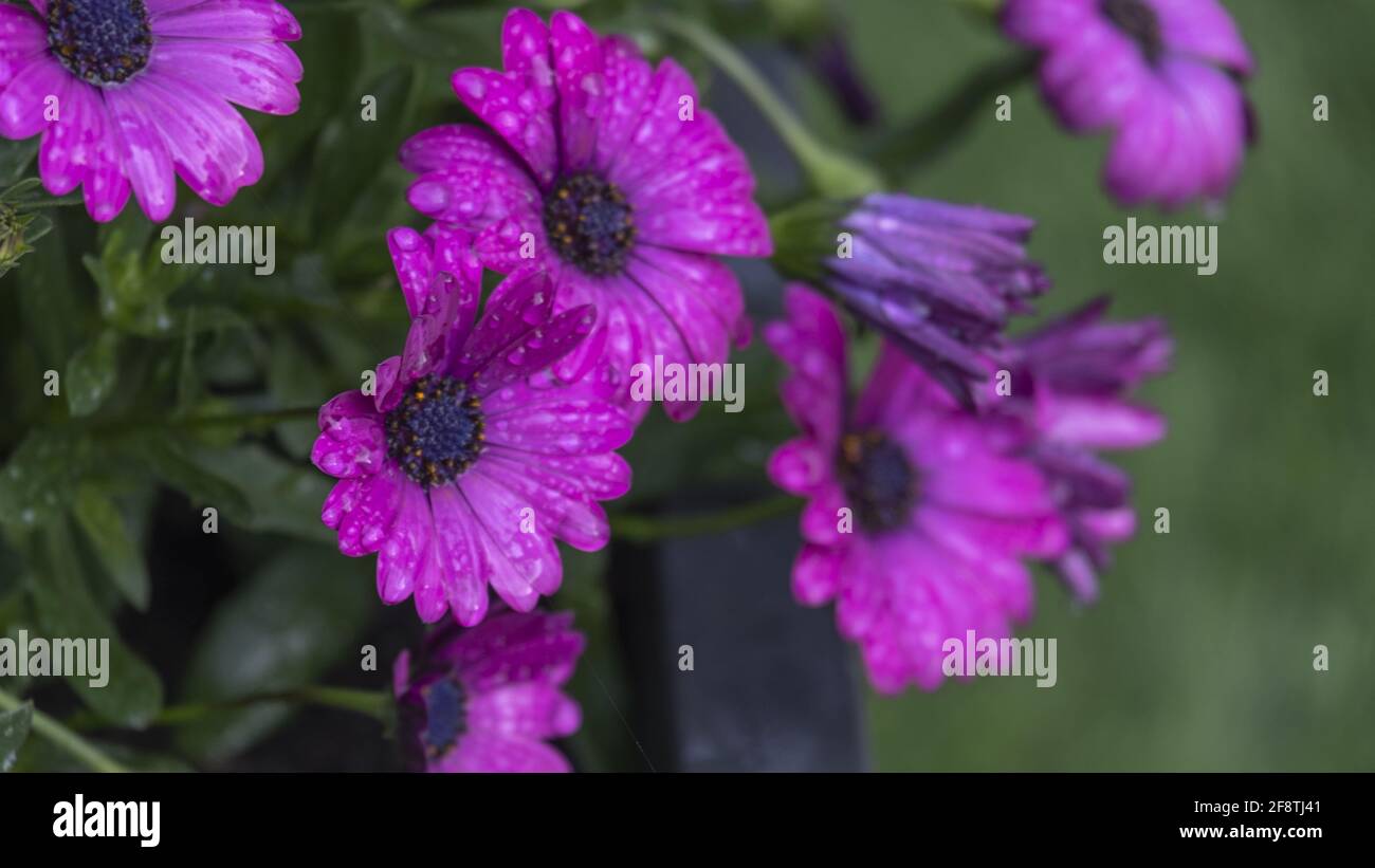 Nahaufnahme von schönen violetten Osteospermum-Blüten Stockfoto