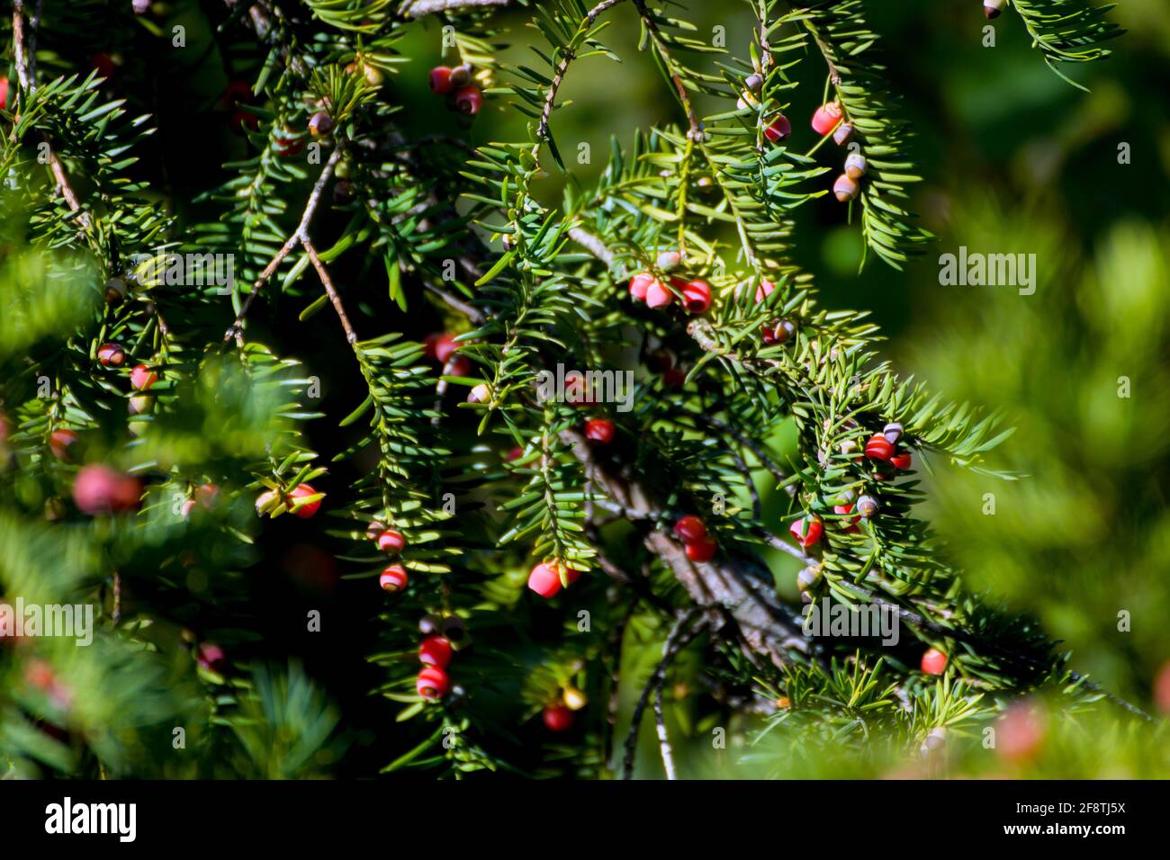 Taxus cuspidata, die japanische Eibe oder ausbreitende Eibe, ein Nadelbaum.  Schne rote Beeren in der Sonne, genannt Arils mit einem roten fleischigen  Becher Stockfotografie - Alamy