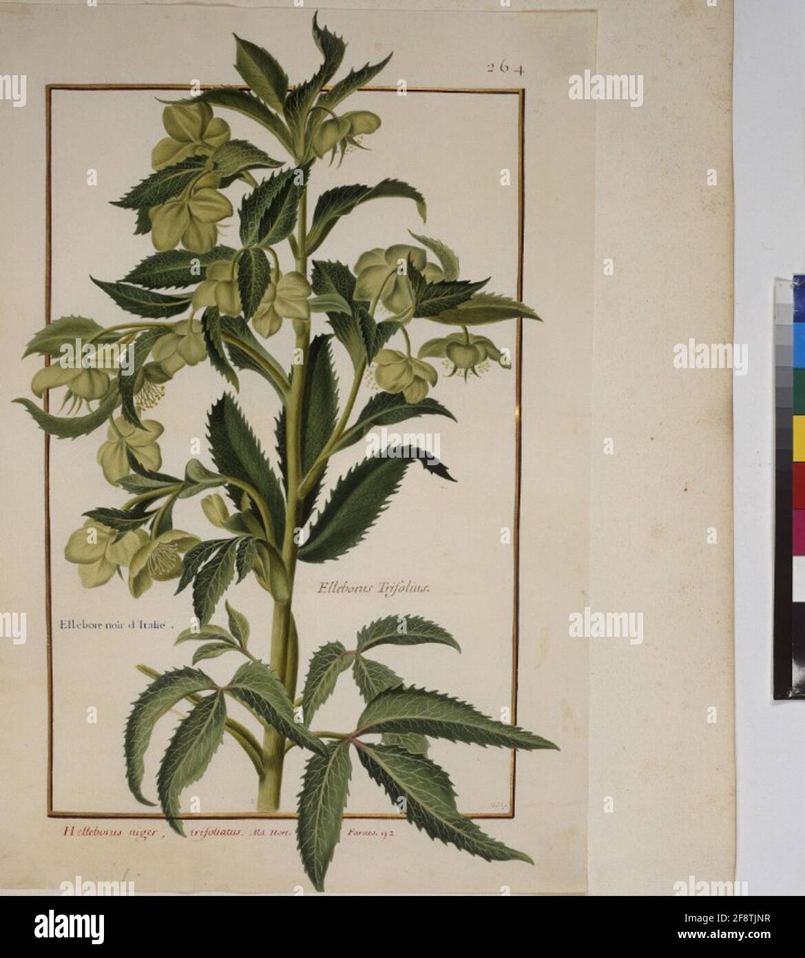 Kabeljau. Min. 53, Band 6, fol. 264r: Florilegium des Prinzen Eugen von Savoyen: Helleborus niger – Weihnachtsrose ganze Seite: Pflanzenstudie (Weihnachtsrose, eingeschrieben: 'Elleborus Trifolius. – Ellebore noir d'Italie. – Helleborus niger, trifoliatus. Ald. Hort.Farnes. 92'). In: Florilegium des Prinzen Eugen von Savoyen, Paris, 3. Viertel des 17. jh. Stockfoto
