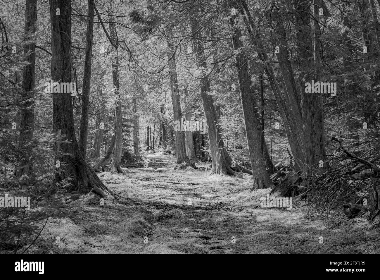 Ein Blick auf einen Wanderweg im Frühling auf einem Nature Conservancy Grundstück in der Nähe von Ellison Bay Wisconsin. Dieser Weg führt zum Flussmündungsgebiet des Nerz. Stockfoto