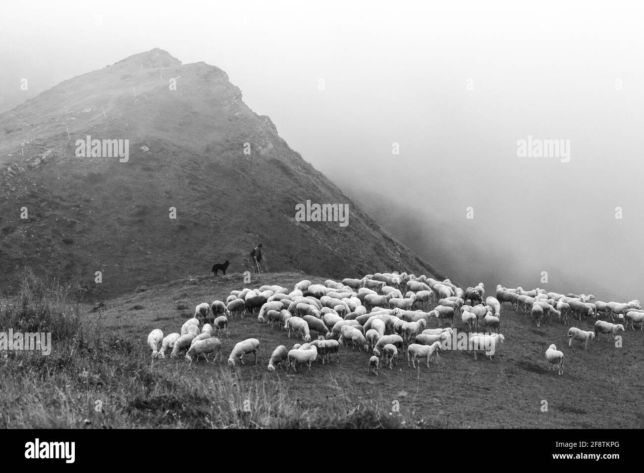 Hirte mit Hund und Schafherde. Weiden in der Nähe des Giau-Passes. Die Dolomiten. Italienische Alpen. Europa. Stockfoto