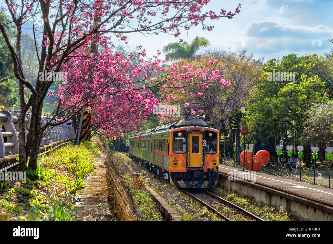 Trainieren Sie mit Kirschblüten an der Neiwan-Eisenbahn in Hsinchu, Taiwan. Stockfoto