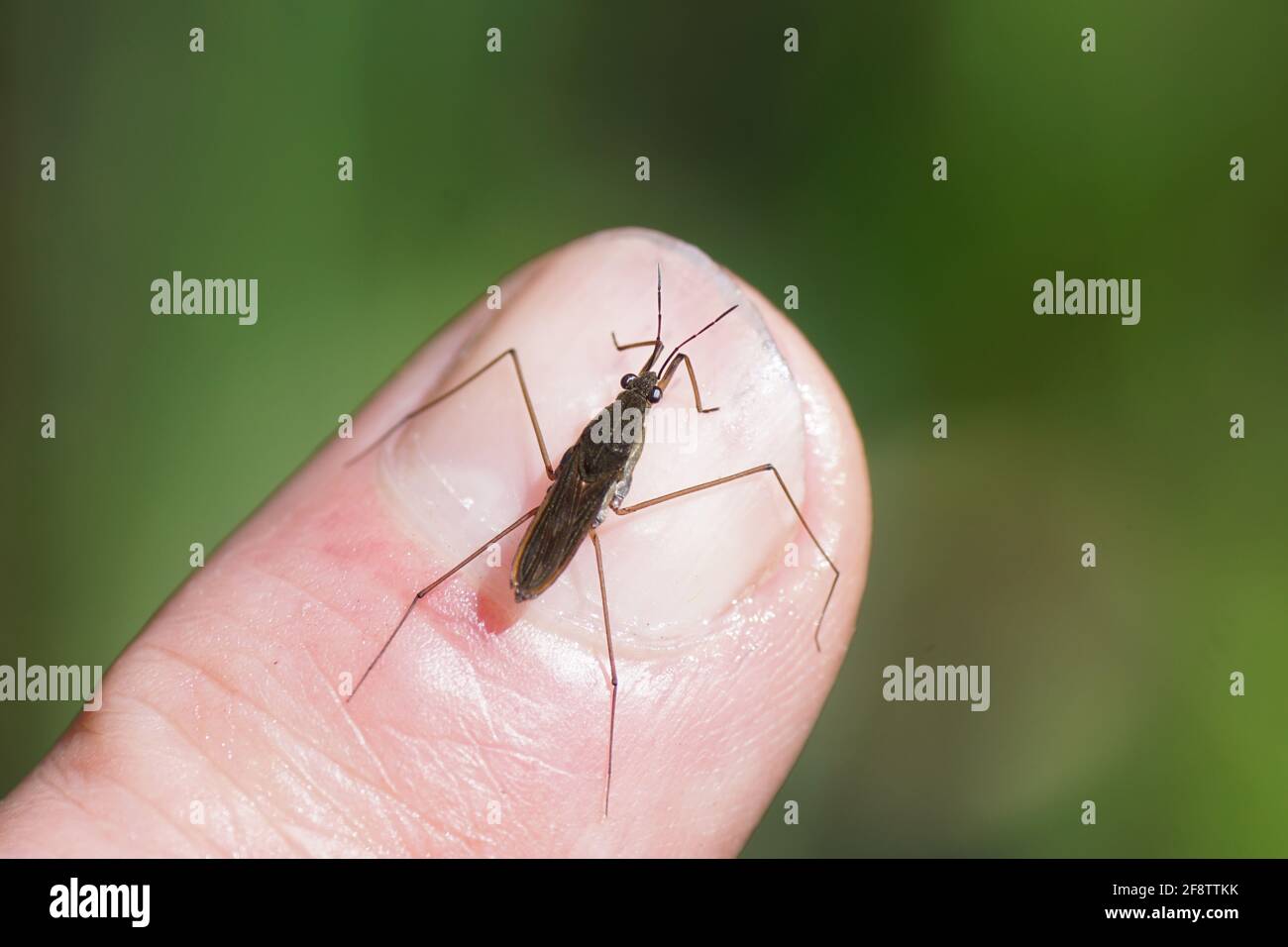 Gemeiner Teichskater oder gemeiner Wasserläufer Gerris lacustris der Familie Gerridae am Finger. Brachypter. Im Frühling in EINEM holländischen Garten. Stockfoto