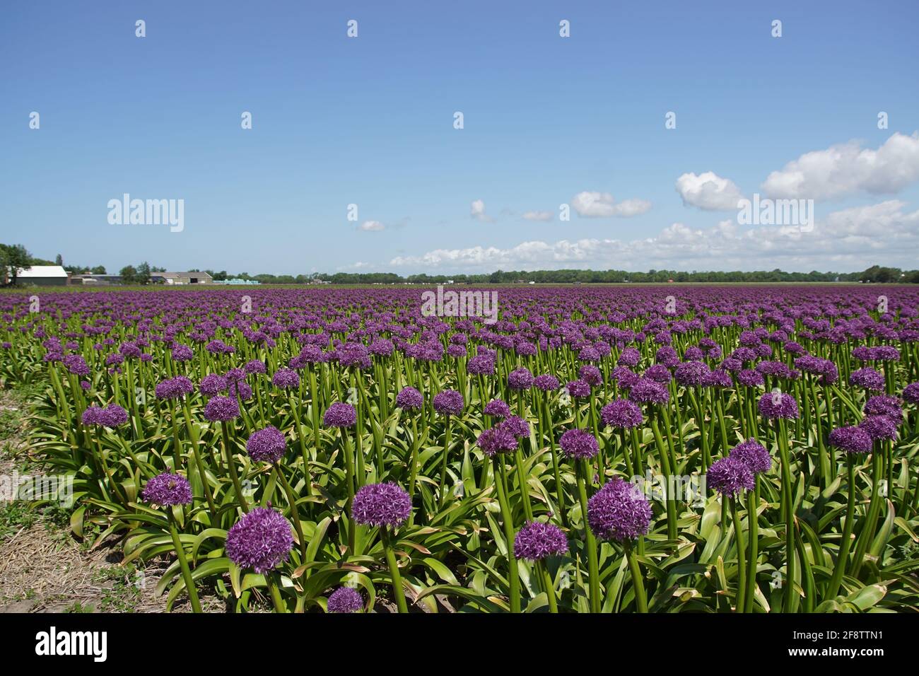 Feld Mit Den Zierzwiebeln Allium Globemaster. Ein Kreuz zwischen Allium Cristophii und Allium Macleanii. Mit violett-violetten Knollenblumen. In Der Nähe Stockfoto