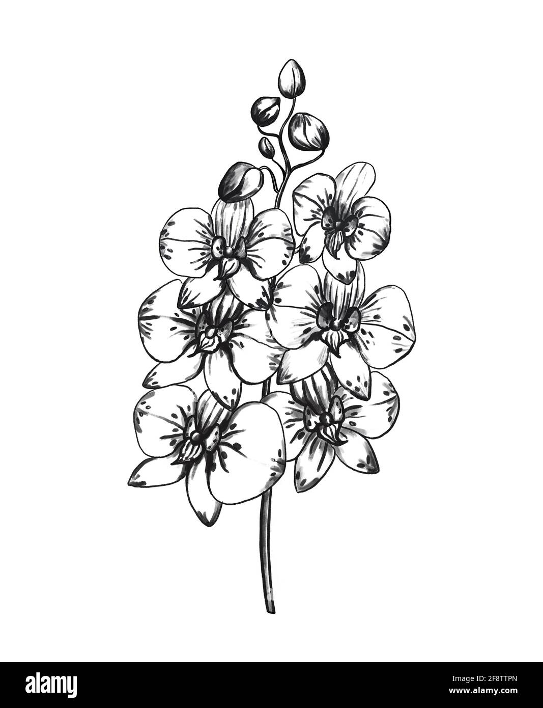 Phalaenopsis Orchidee isoliert auf weißem Hintergrund. Schöne, von Hand gezeichnete monochrome Blumen. Digitale Materialien. Bild für Kinder. Stockfoto