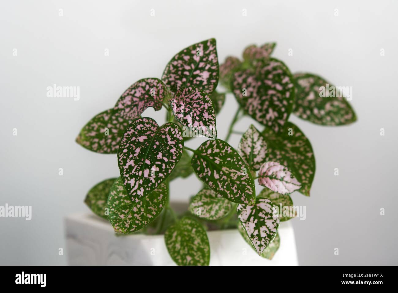 Polka dot, auch bekannt als hypoestes phyllostachya hat grüne Blätter mit ein wenig rosa. Diese schöne Zimmerpflanze sitzt in einem weißen Topf und einem weißen Rücken. Stockfoto