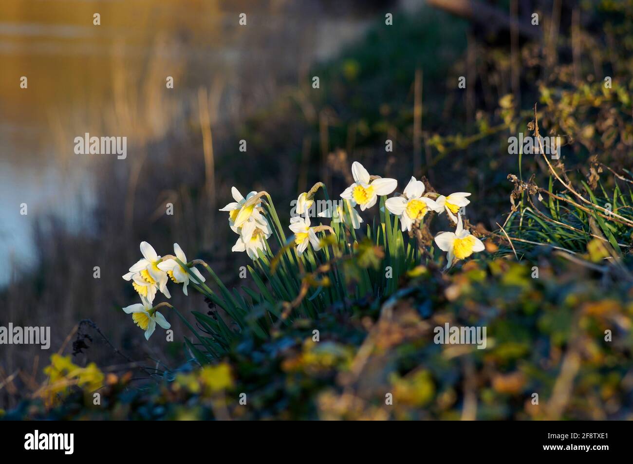 Gelbe und weiße Narzissen {Narcissus pseudonarcissus} blühen in freier Wildbahn und haben einen weichen natürlichen Hintergrund Stockfoto