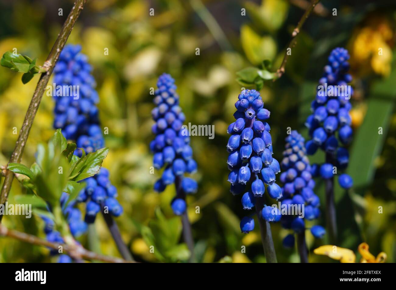 Blaue Traubenhyazinthen (Muscari) mit weichem, natürlichem Hintergrund im Frühling. Stockfoto