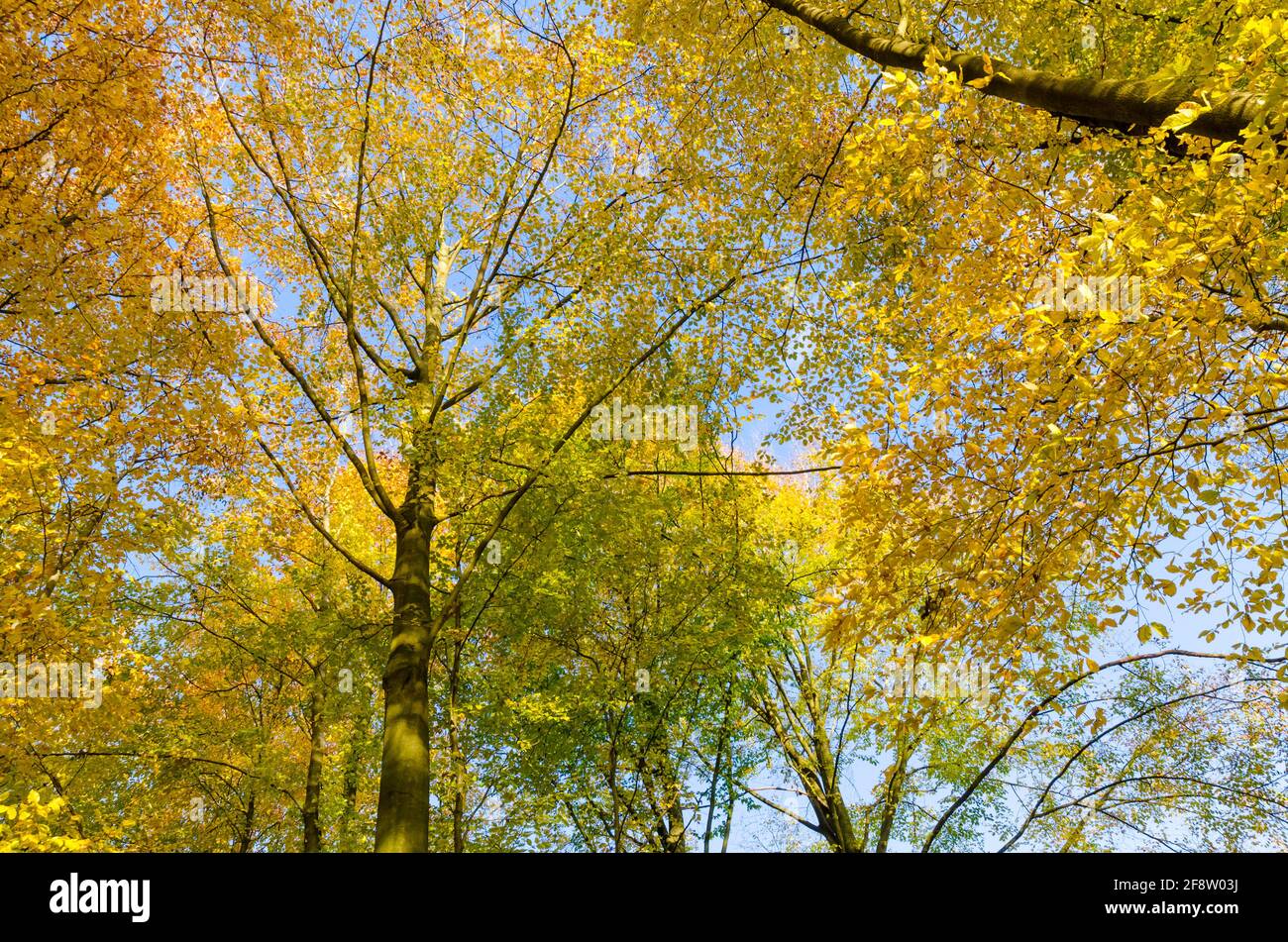 Farbenfrohe und lebendige Herbstblätter in einem Wald vor blauem Himmel, die Baumkronen hoch schauen Stockfoto