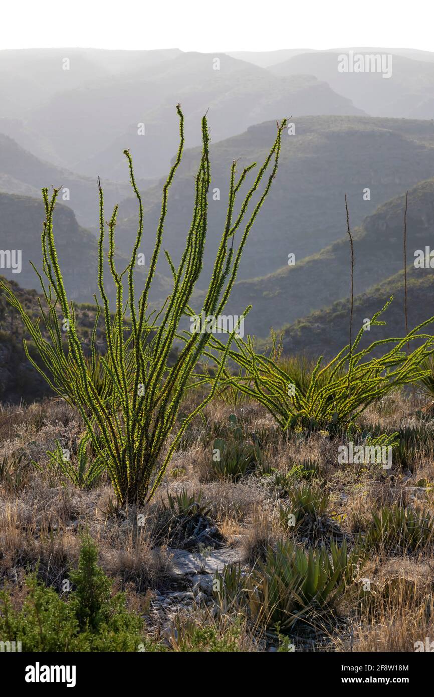 Ocotillo, Fouquieria splendens, entlang des Walnut Canyon Desert Drive im Carlsbad Caverns National Park, New Mexico, USA Stockfoto