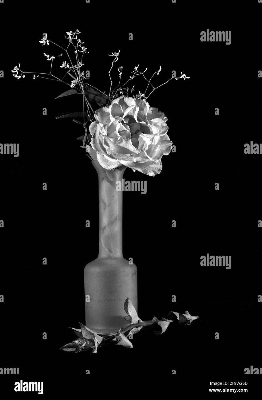 Vase mit Rose und Blättern auf einfarbigem schwarzem Hintergrund monochrom Stockfoto