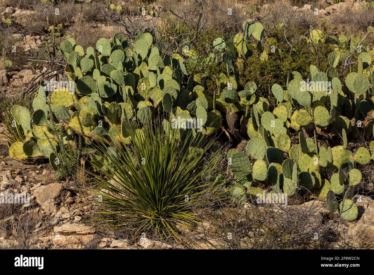 Texas Prickly Pear, Opuntia engelmannii var. lindheimeri, blüht am Walnut Canyon Desert Drive im Carlsbad Caverns National Park, New Mexico, USA Stockfoto