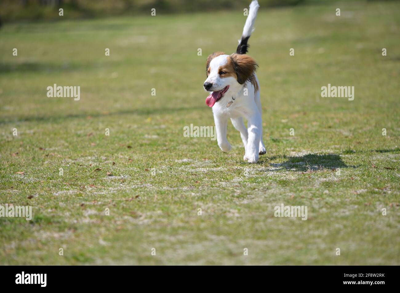 Glücklicher junger reinrassiger Hund kooiker, der mit der Zunge aus dem Gras läuft. Stockfoto
