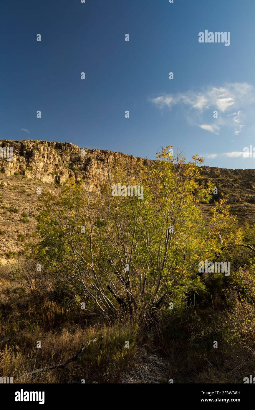 Little Walnut, Juglans microcarpa, entlang des Walnut Canyon Desert Drive im Carlsbad Caverns National Park, New Mexico, USA Stockfoto