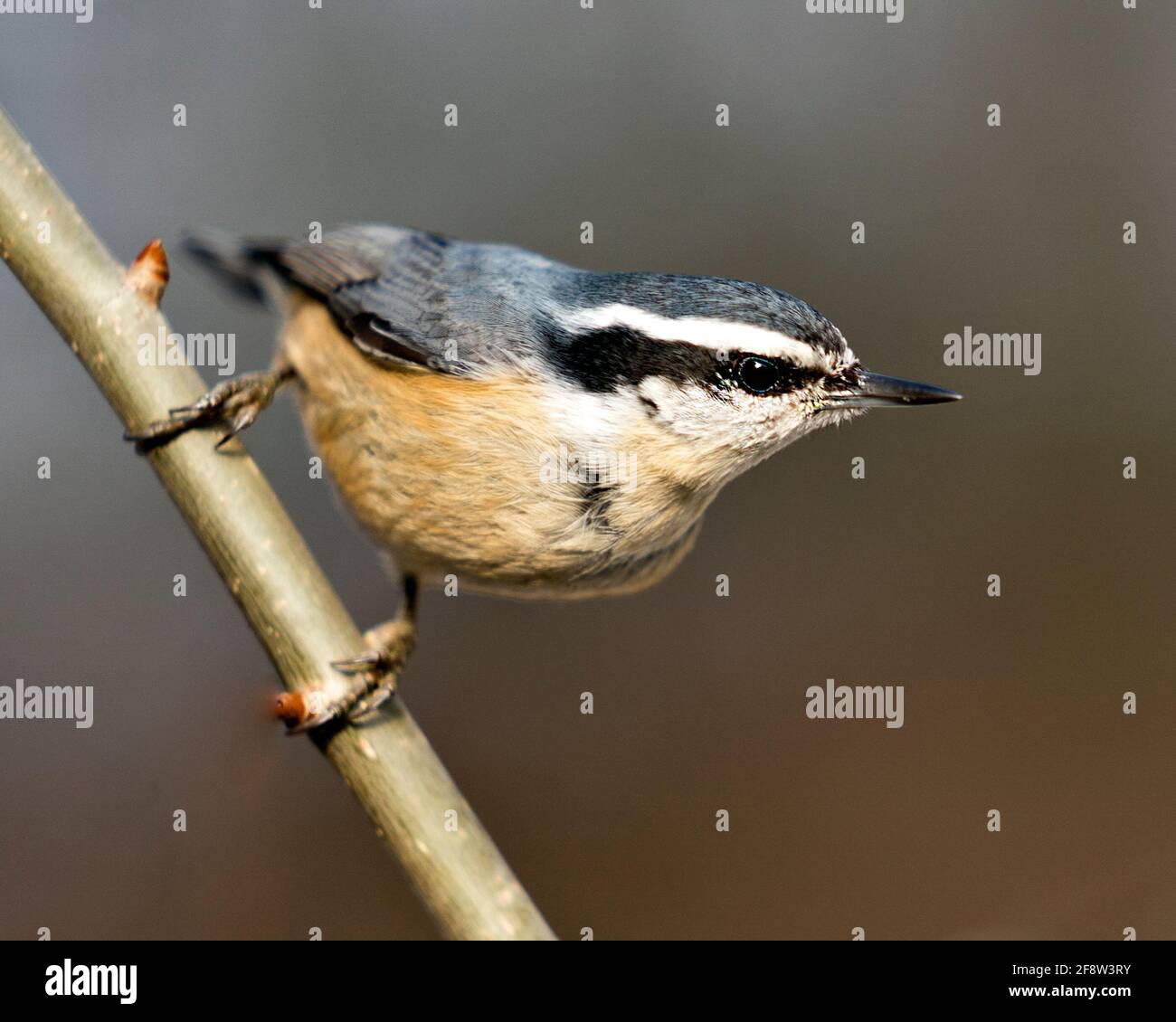 Nahaufnahme eines Nuthatch-Profils, das in seiner Umgebung und seinem Lebensraum auf einem Baumzweig mit einem unscharfen Hintergrund thront und Federgefieder zeigt. Stockfoto