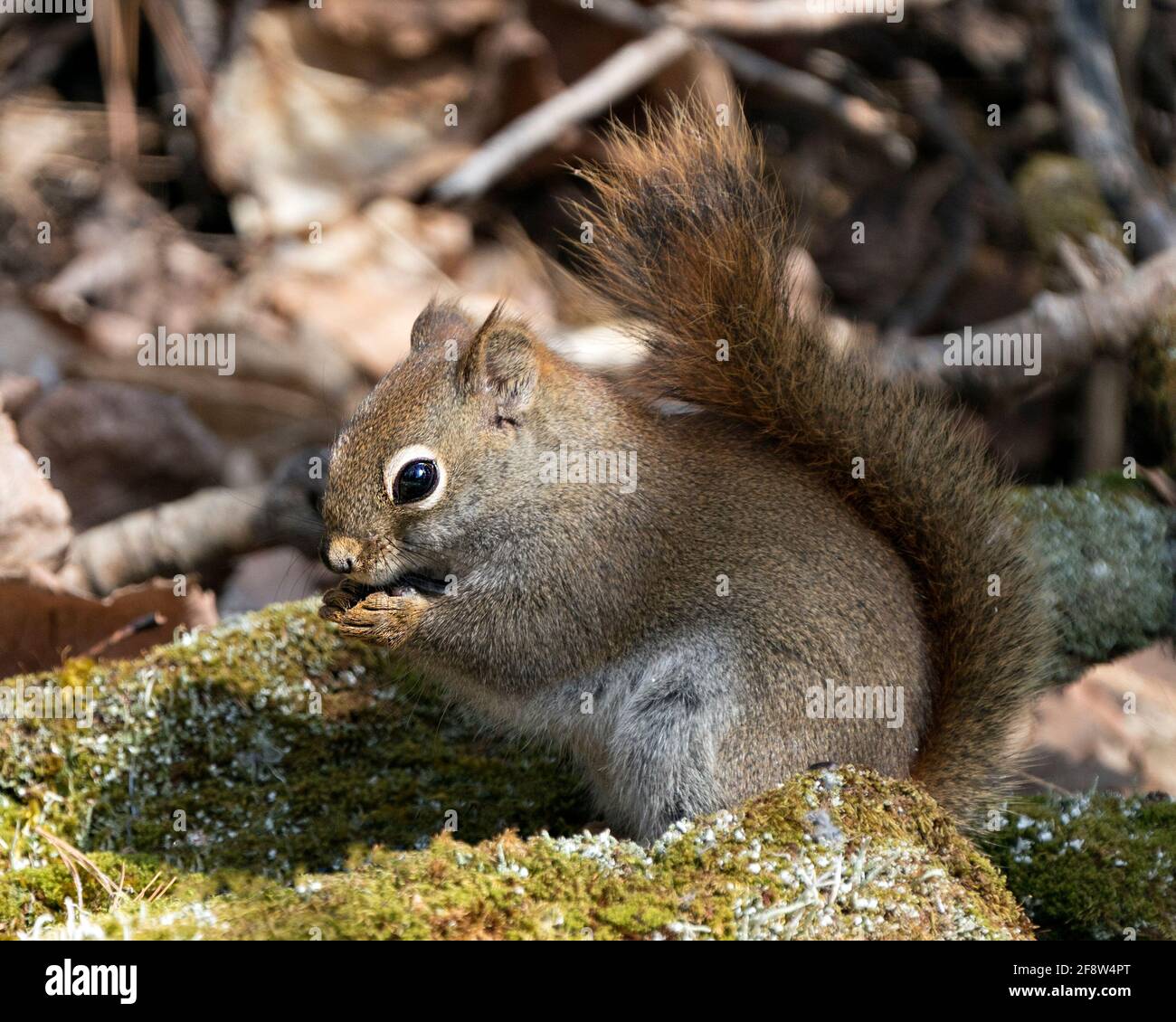 Nahaufnahme des Eichhörnchen-Profils, das auf einem Moosstumpf im Wald sitzt und buschigen Schwanz, braunes Fell und Pfoten mit unscharfem Hintergrund in seiner Umgebung zeigt Stockfoto