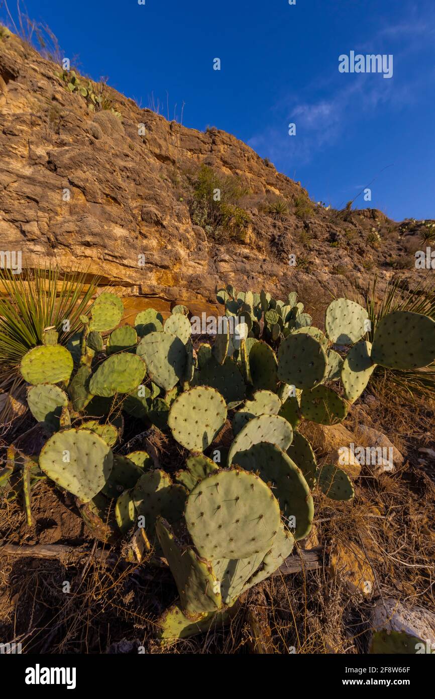 Texas Prickly Pear, Opuntia engelmannii var. lindheimeri, blüht am Walnut Canyon Desert Drive im Carlsbad Caverns National Park, New Mexico, USA Stockfoto