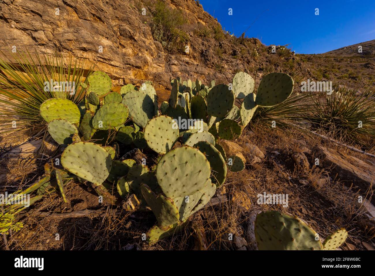 Texas Prickly Pear, Opuntia engelmannii var. lindheimeri, blüht am Walnut Canyon Desert Drive im Carlsbad Caverns National Park, New Mexico, USA Stockfoto