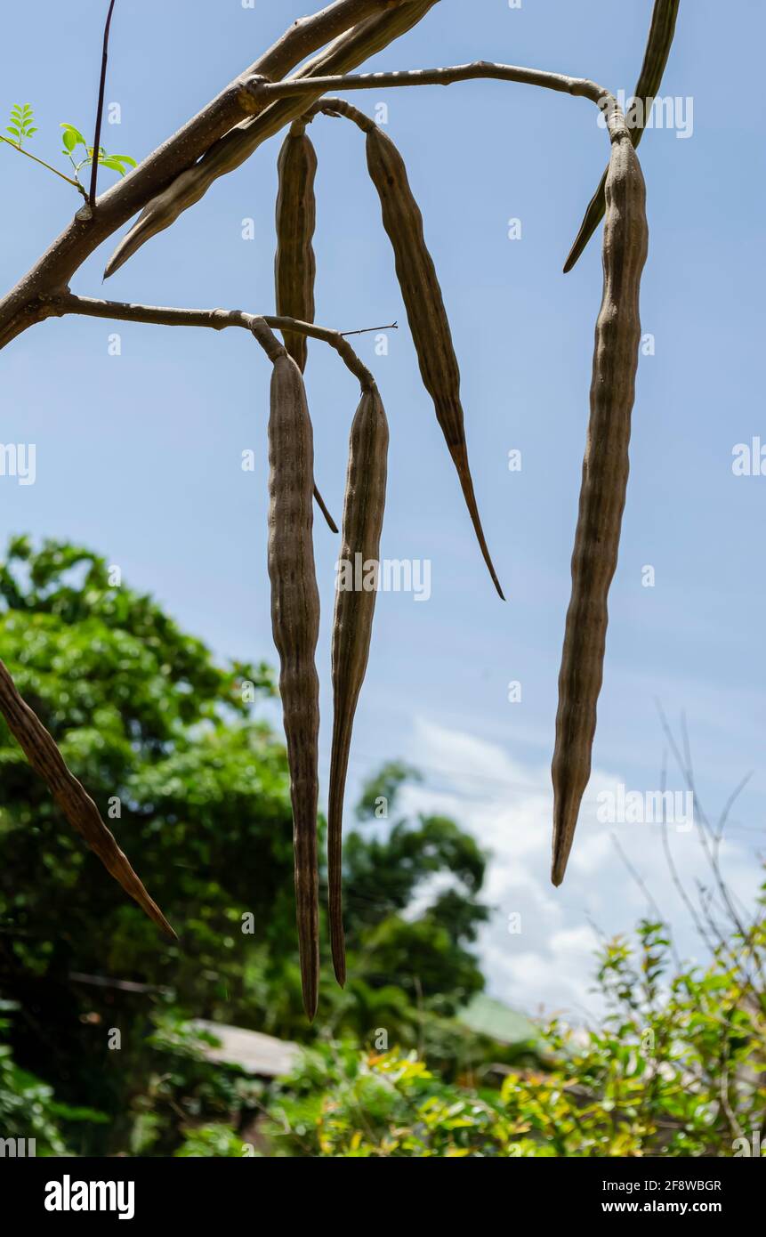 Moringa Pods On Tree Stockfoto