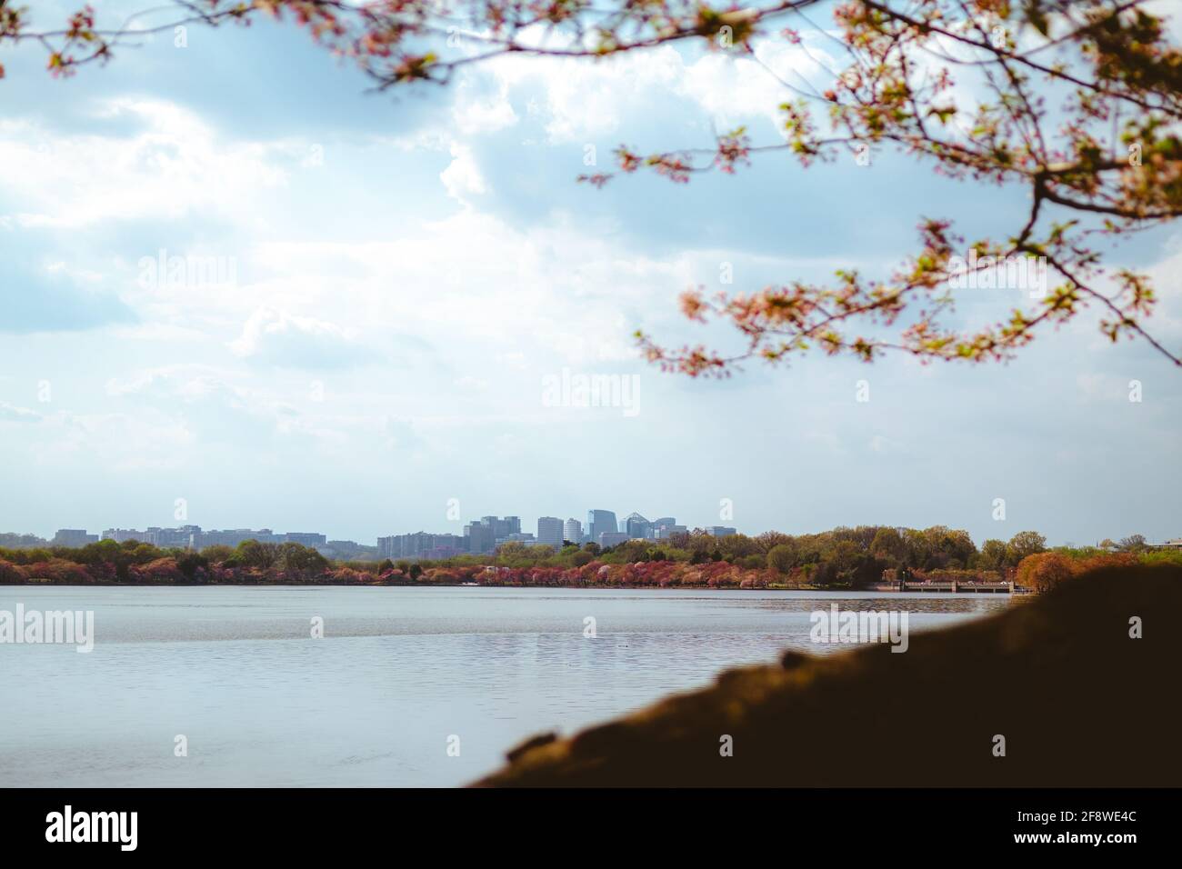 Ein Blick auf Arlington, Virginia mit Kirschbäumen, Washington, DC. Stockfoto