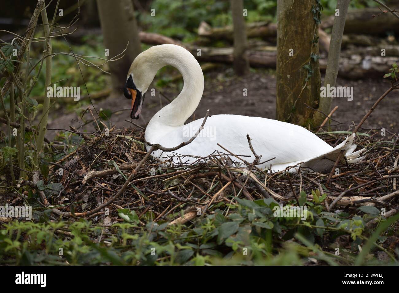 Weiblicher Schwan (Cygnus olor) Nest Gebäude auf einem Naturschutzgebiet in Staffordshire, England im Frühjahr Stockfoto