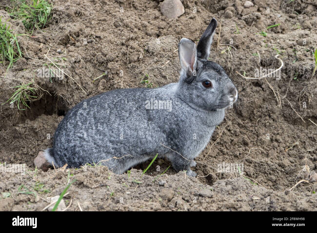 Chinchilla Kaninchen im Bett Stockfoto