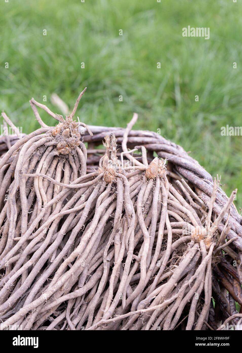 Korb mit Spargelpflanzen Stockfoto