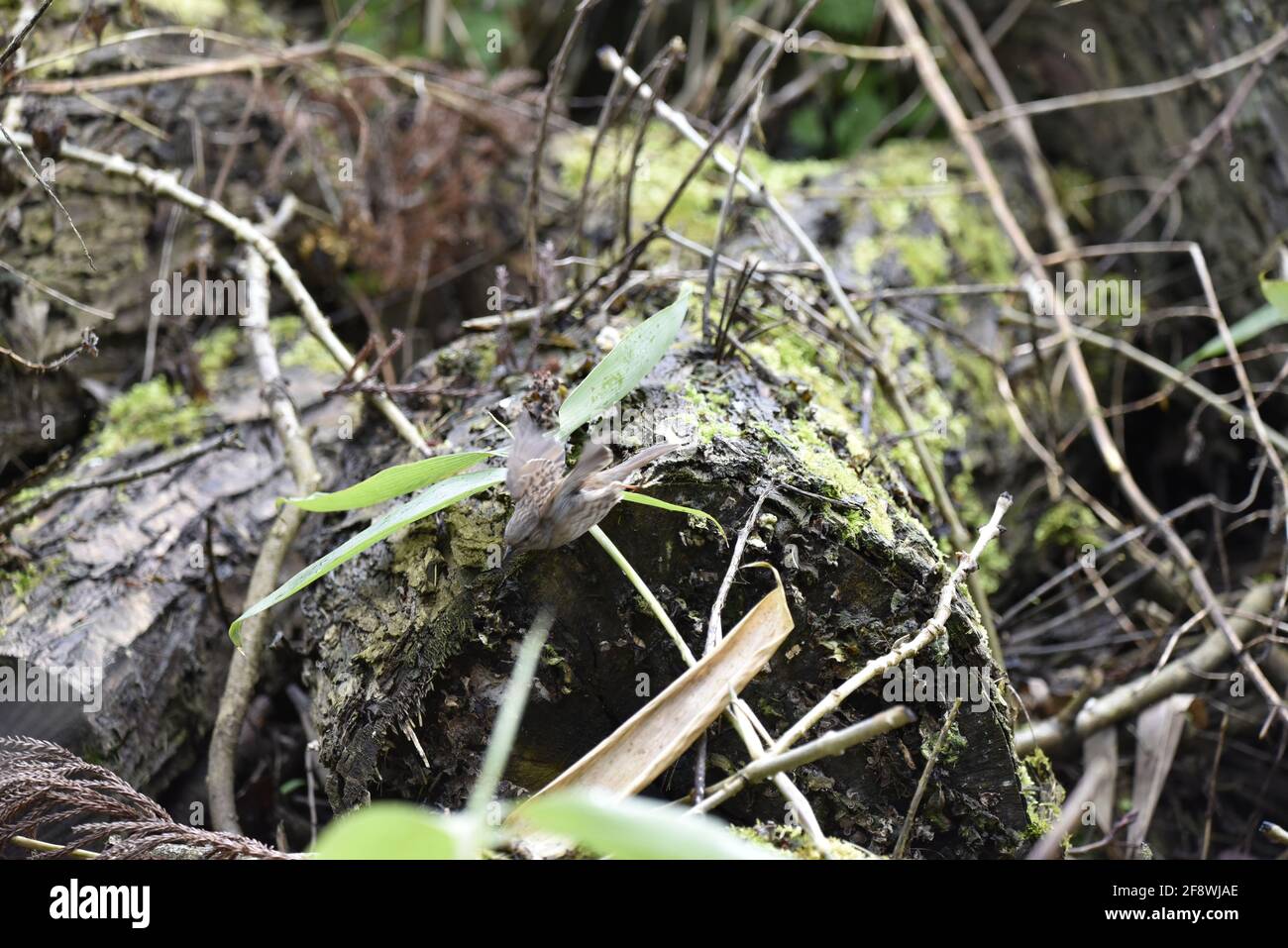 Dunnock (Prunella modularis) Fliegen Sie im Frühjahr von Mossy Tree Log zu Zweigen unten in einem Naturreservat in England, Großbritannien Stockfoto
