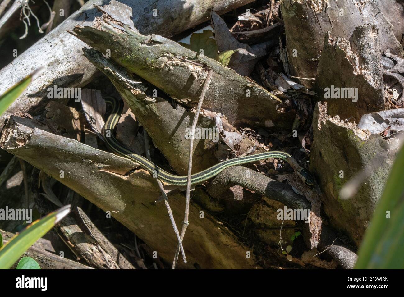 Gulf Coast Ribbonsnake (Thamophis proximus orarius) aus Jefferson Parish, Louisiana, USA. Stockfoto