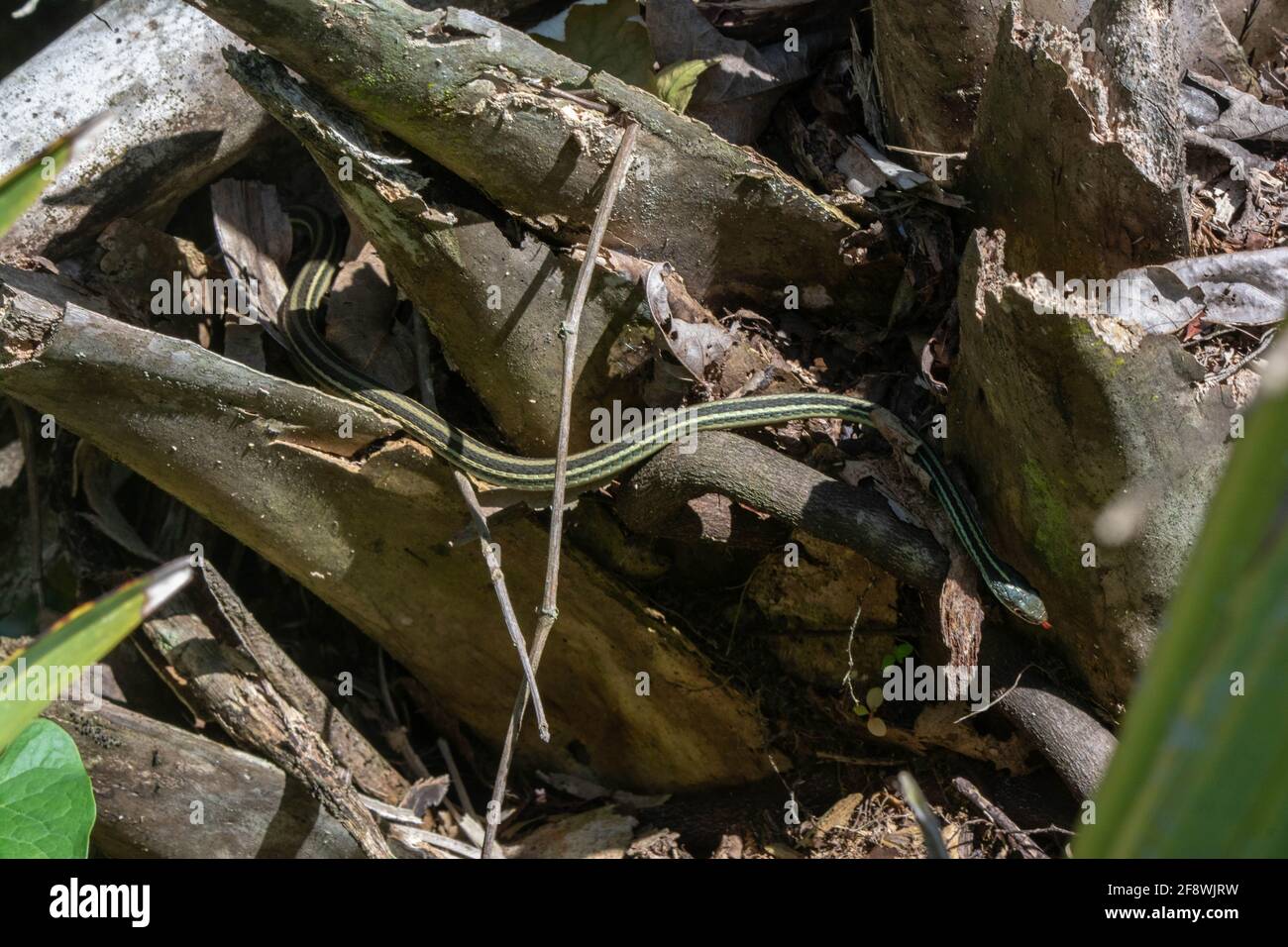 Gulf Coast Ribbonsnake (Thamophis proximus orarius) aus Jefferson Parish, Louisiana, USA. Stockfoto