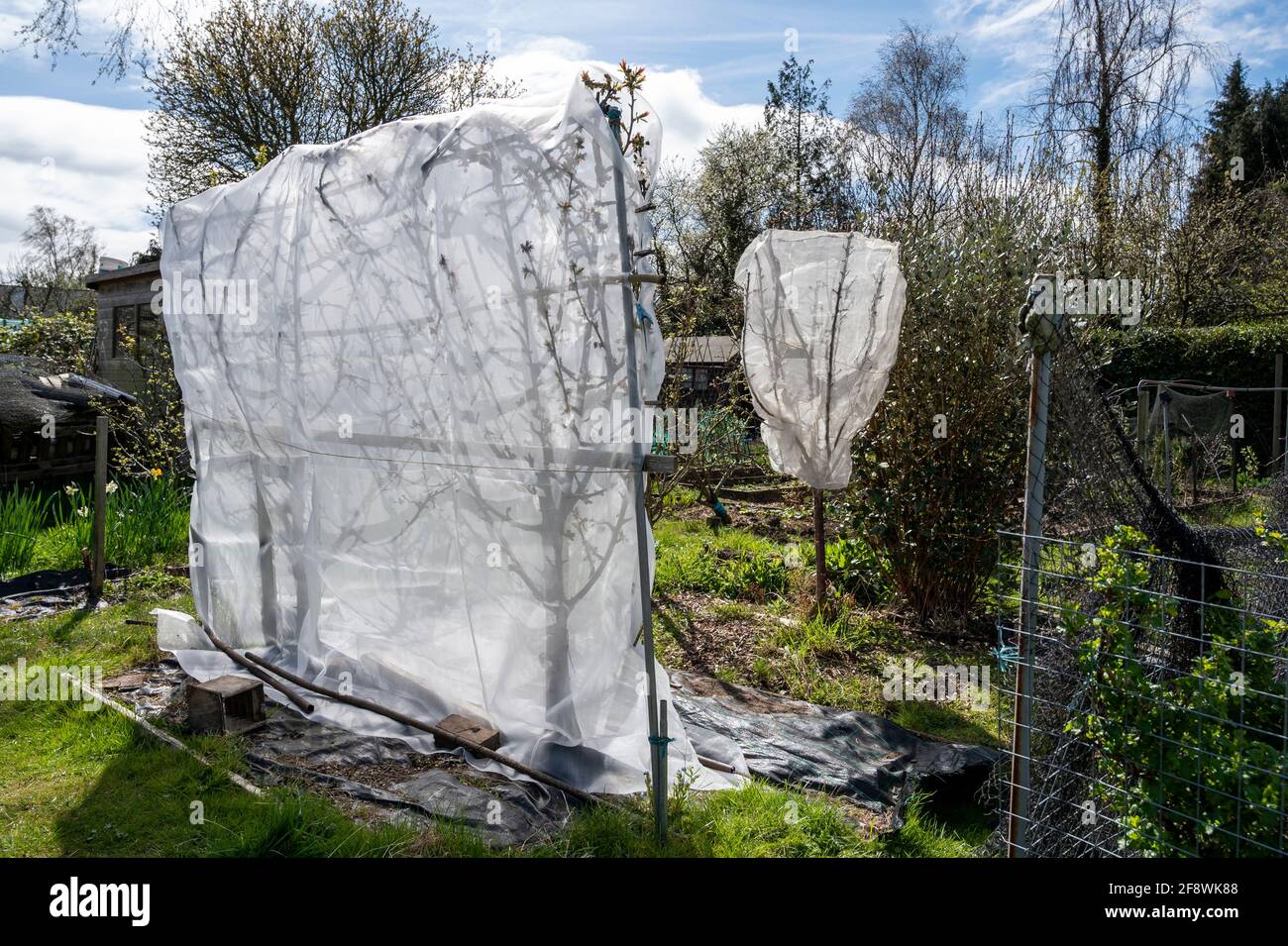 Feines Netz oder Vlies, das im Frühjahr vor Frostschäden an Obstbäumen schützt. Stockfoto