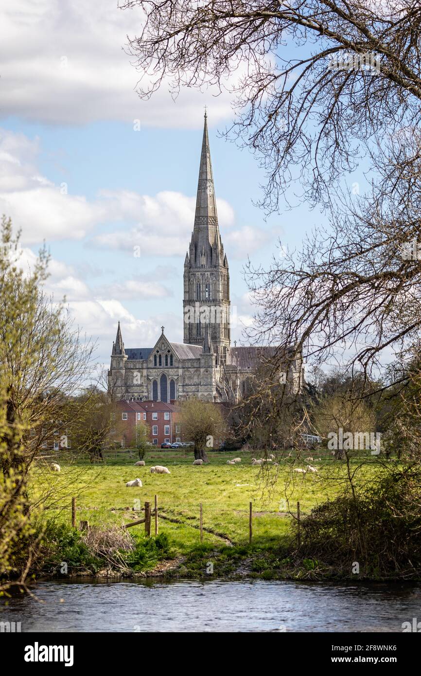 Blick auf die Salisbury Cathedral über die Wasserwiese mit romney-Schafen im Vordergrund in Salisbury, Wiltshire, Großbritannien am 15. April 2021 Stockfoto