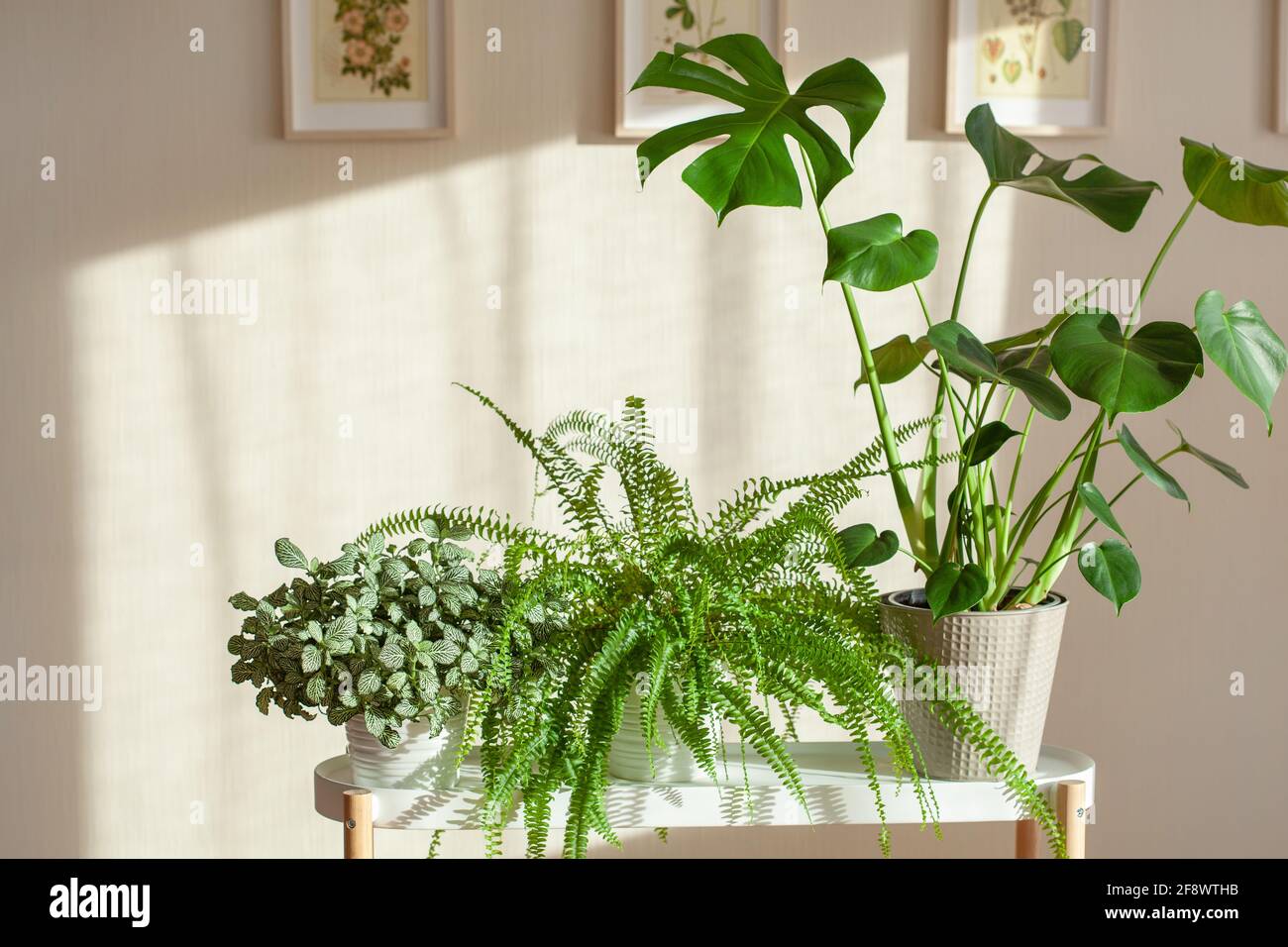 Grüne Zimmerpflanzen fittonia, Nephrolepis und Monstera in weißen Blumentöpfen Stockfoto