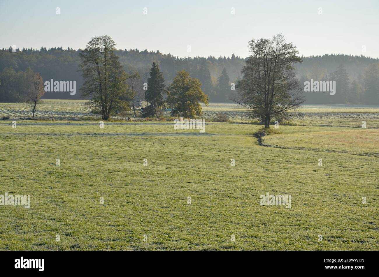 Nebeliges Feld mit einem kleinen Bach und verstreuten Bäumen Am Morgen Stockfoto