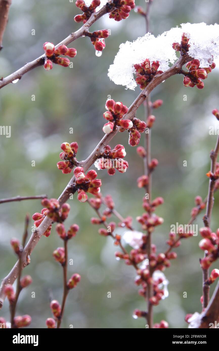 Schmelzende Schneeflocke auf Aprikosenblüten aus nächster Nähe Stockfoto