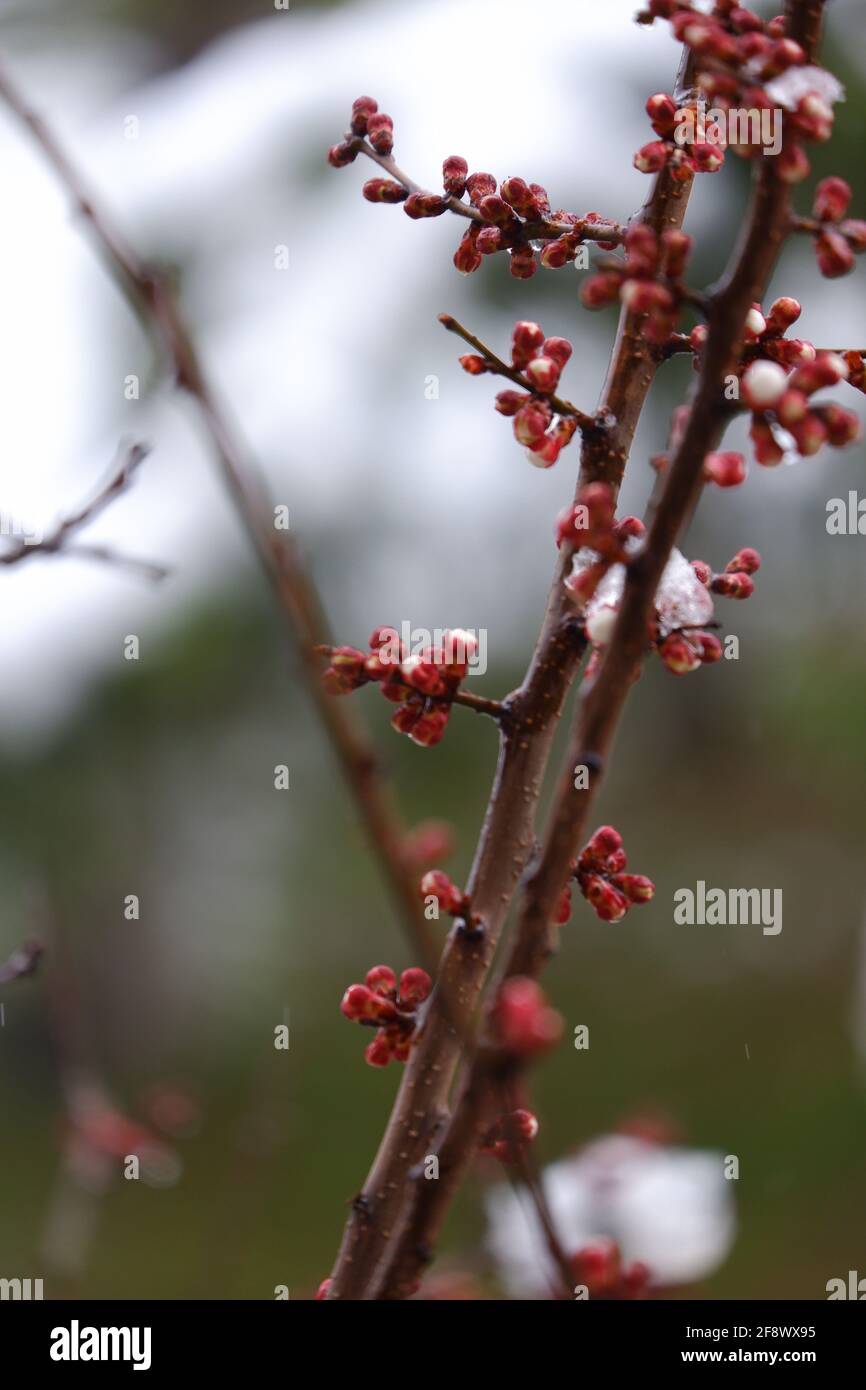 Schmelzende Schneeflocke auf Aprikosenblüten aus nächster Nähe Stockfoto