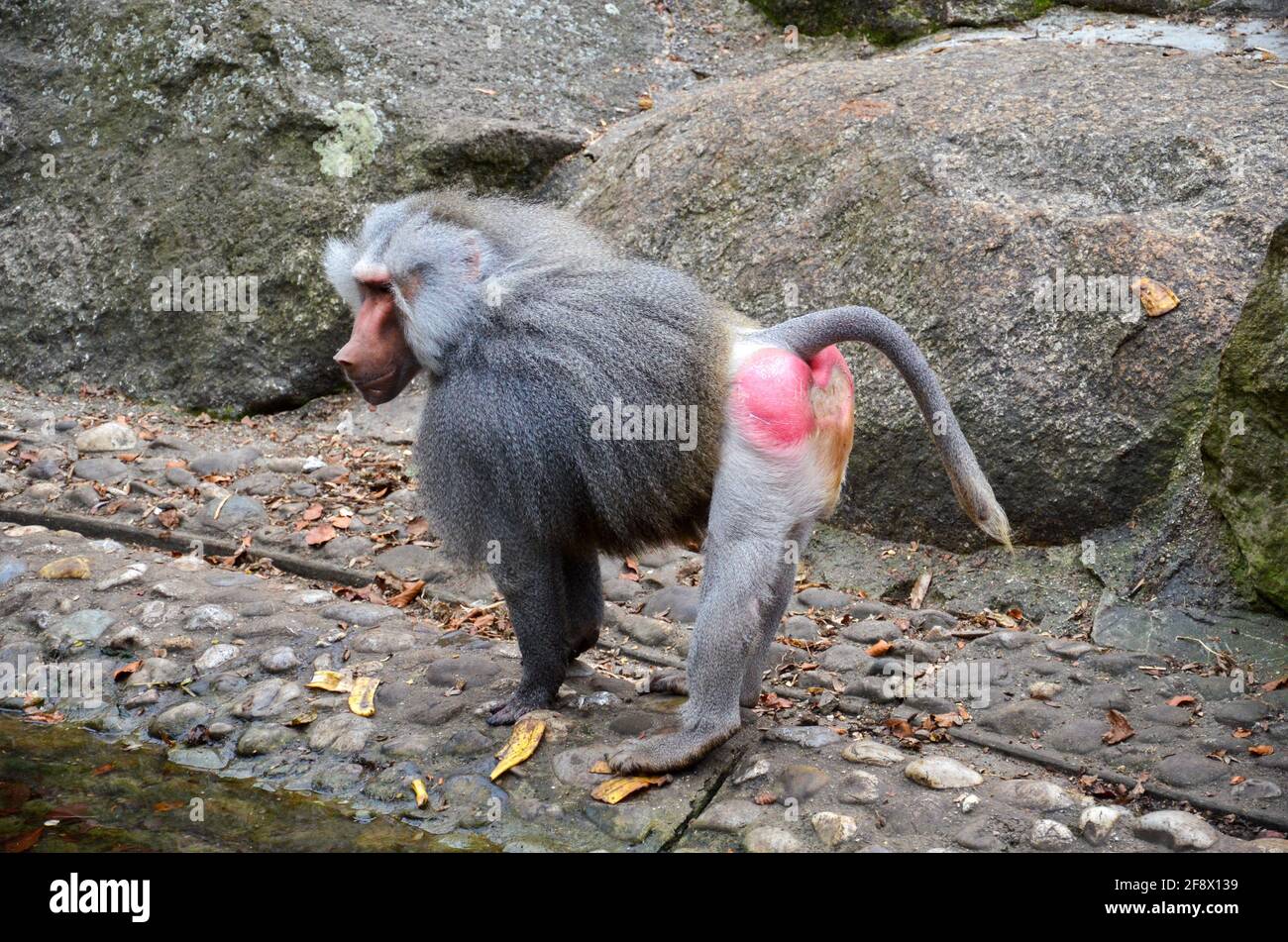 Pavian steht auf einem felsigen Ufer Stockfoto