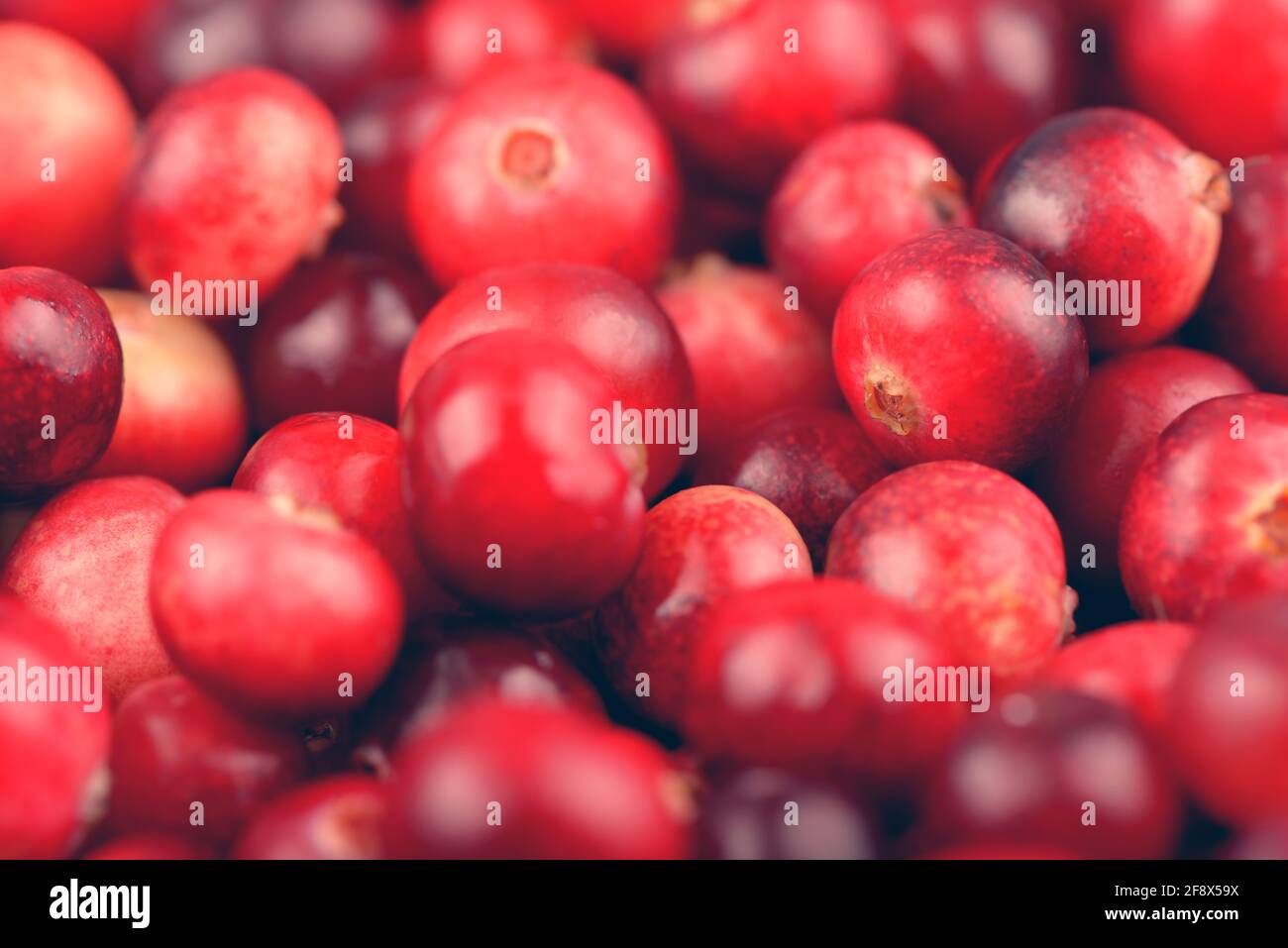 Rote reife Preiselbeeren Hintergrund. Preiselbeere Foxberry Beeren. Stockfoto
