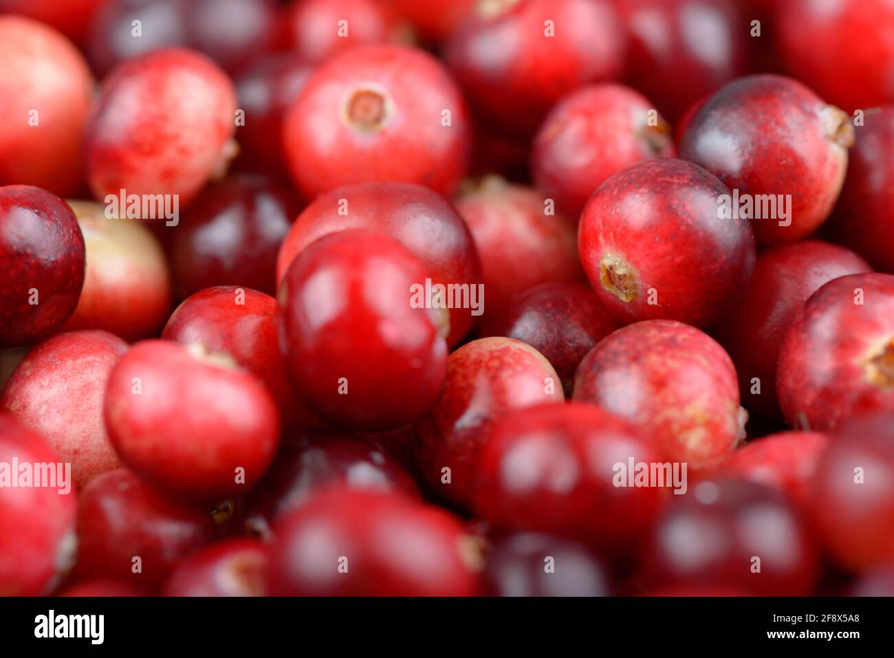 Rote reife Preiselbeeren Hintergrund. Preiselbeere Foxberry Beeren. Stockfoto