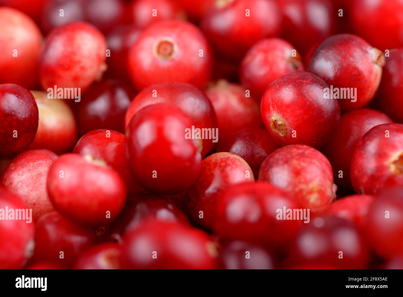 Rote reife Preiselbeeren Hintergrund. Preiselbeere Foxberry Beeren. Stockfoto