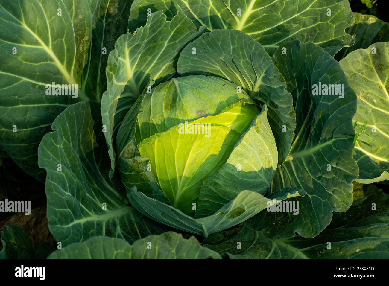Der Kohl ist ein Blattgemüse der Familie Brassica, zu dem auch Brokkoli, Blumenkohl, ein großartiges Gemüse gehört Stockfoto
