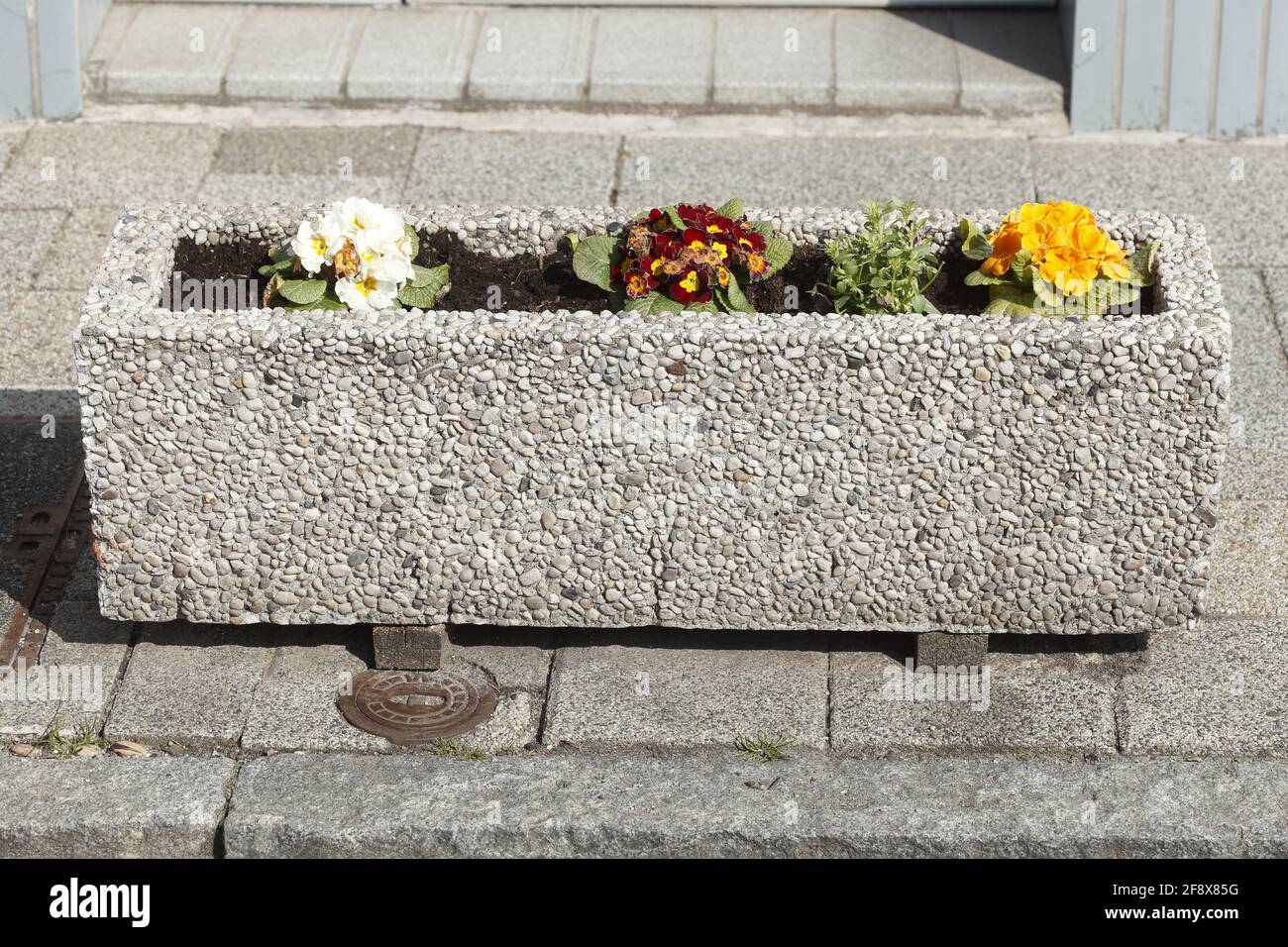 Beton-Blumenkasten mit einer Reihe von Blumen Stockfotografie - Alamy