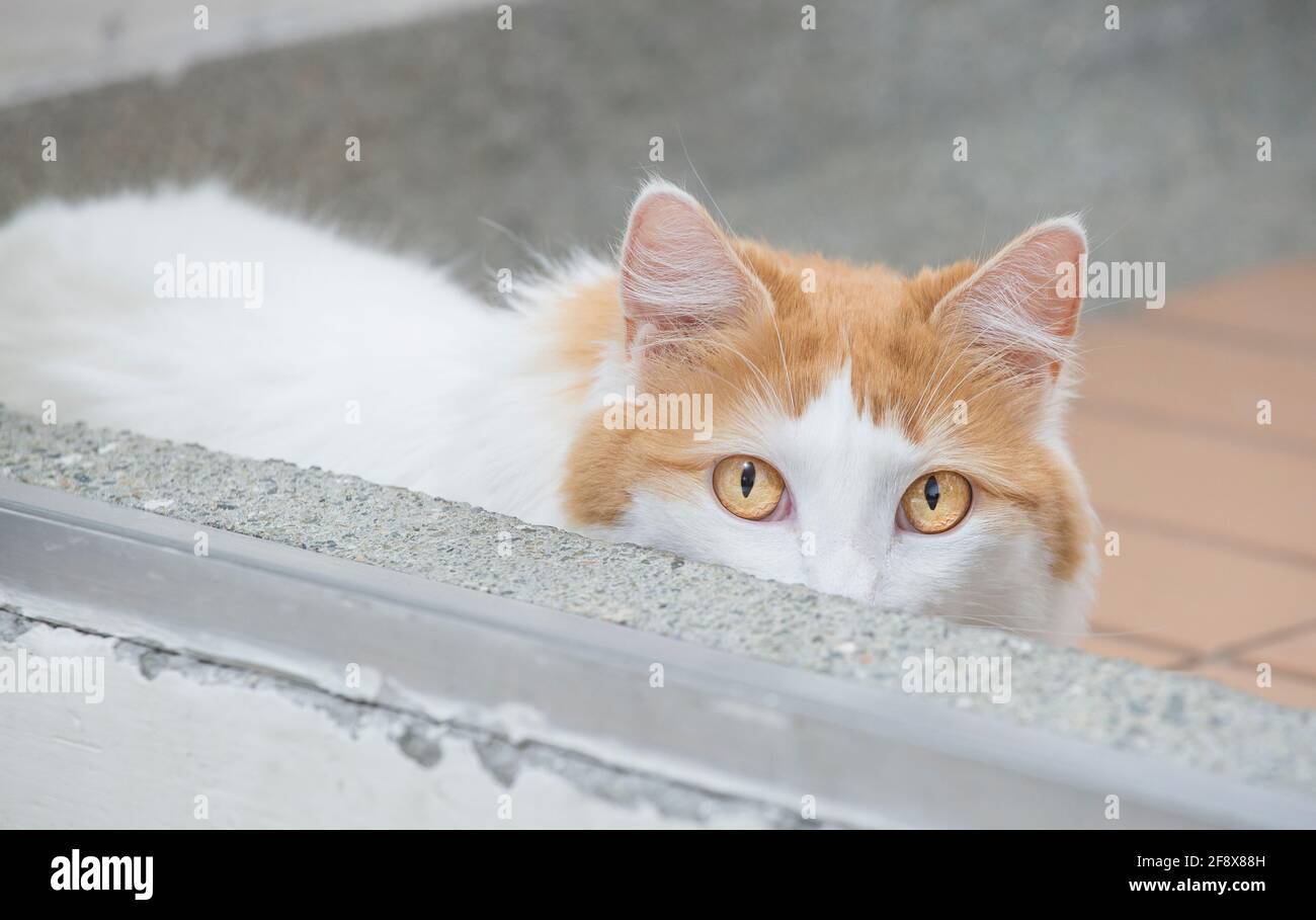 Türkische Van Katze Stockfoto