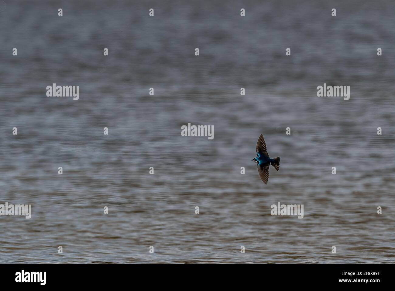 Eine Schwalbe (Hirundo rustica) im Flug über Wasser. Stockfoto