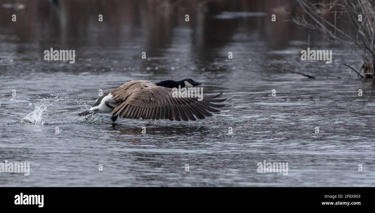 Seitenansicht einer Canada Goose (Branta canadensis), die aus dem Wasser abheben. Stockfoto